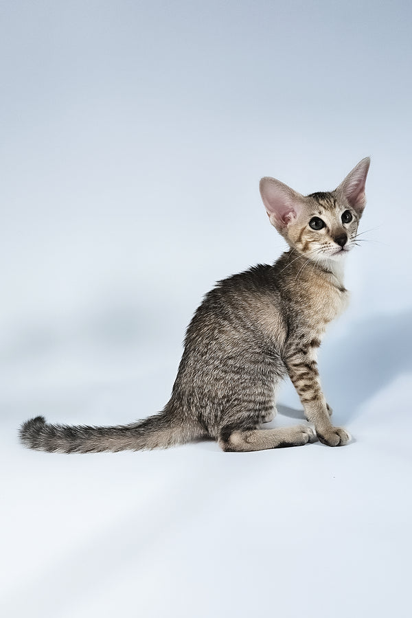 Penny | Oriental Shorthair Kitten
