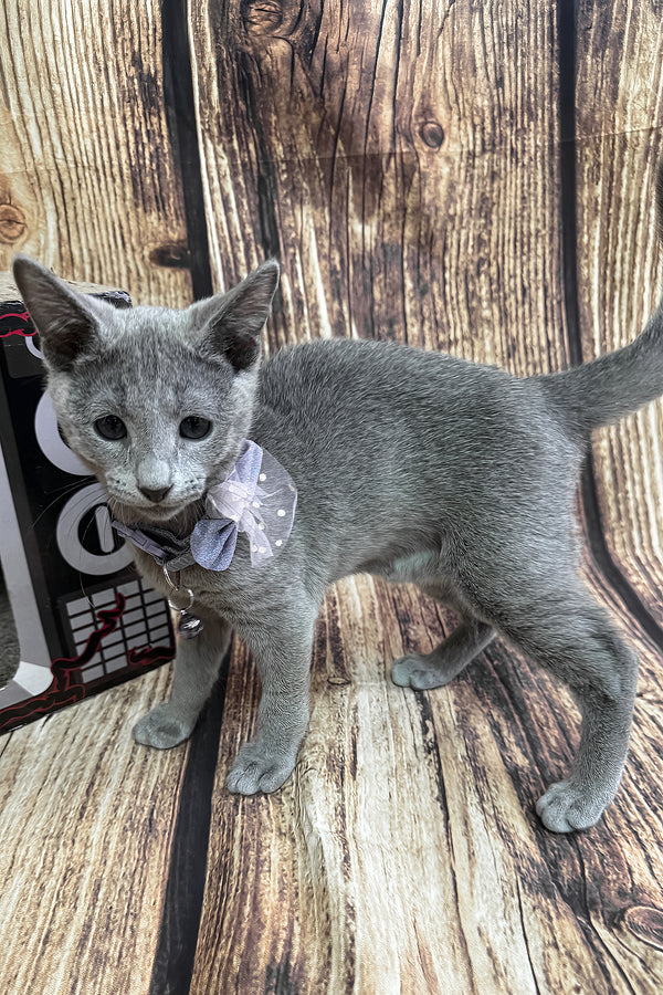 Penny | Russian Blue Kitten