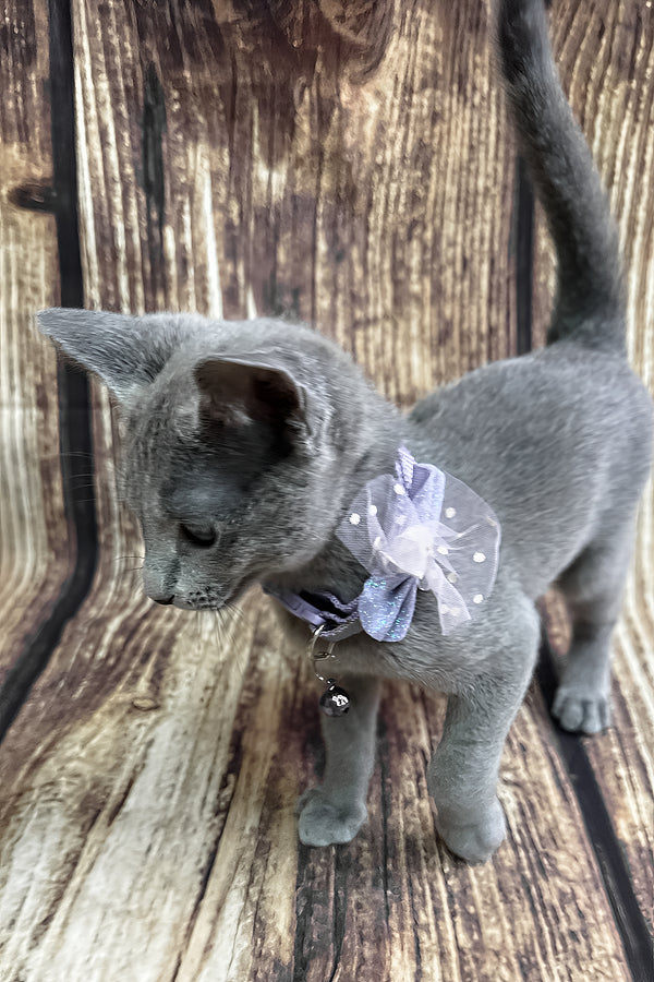 Penny | Russian Blue Kitten
