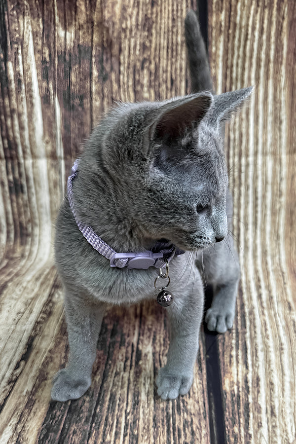 Penny | Russian Blue Kitten