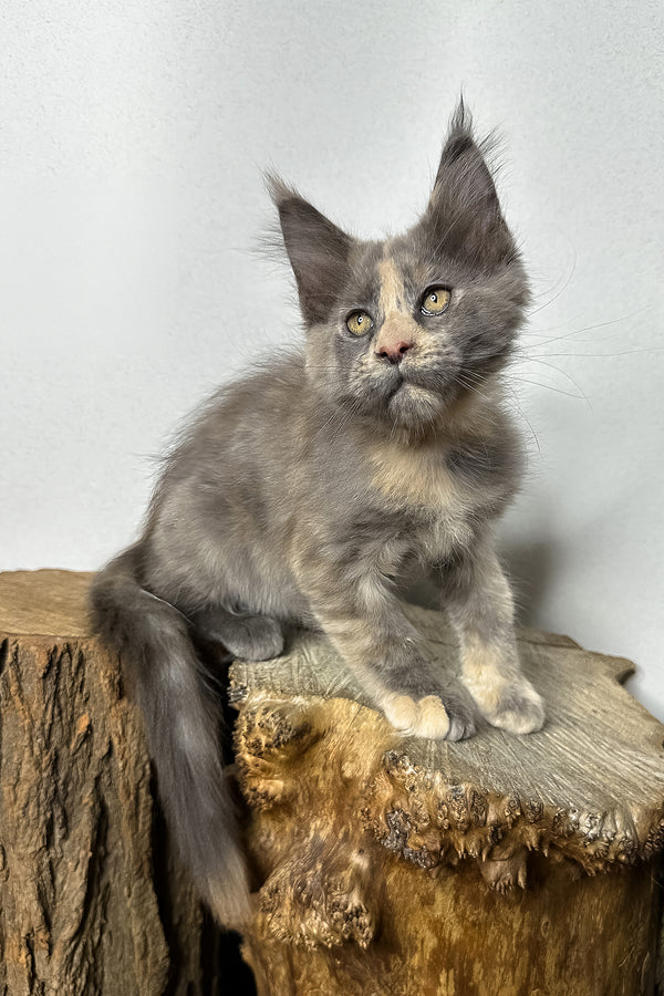 Petunia | Maine Coon Kitten