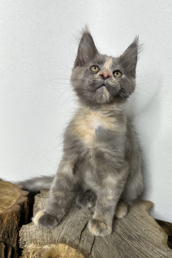 Petunia | Maine Coon Kitten