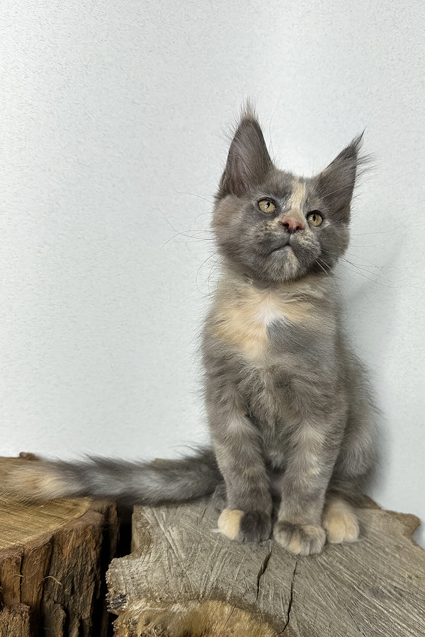Petunia | Maine Coon Kitten