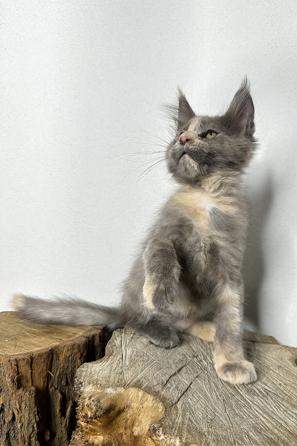 Petunia | Maine Coon Kitten