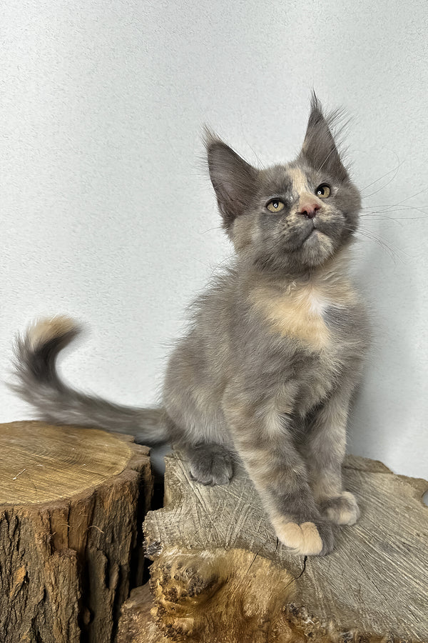 Petunia | Maine Coon Kitten