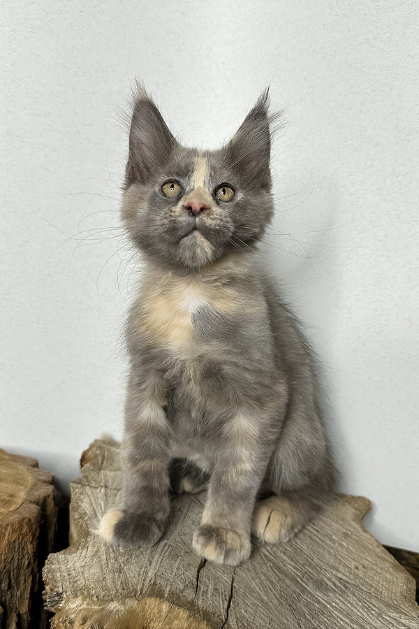 Petunia | Maine Coon Kitten