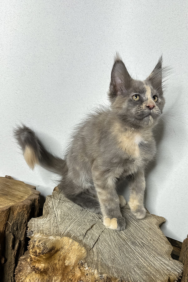 Petunia | Maine Coon Kitten