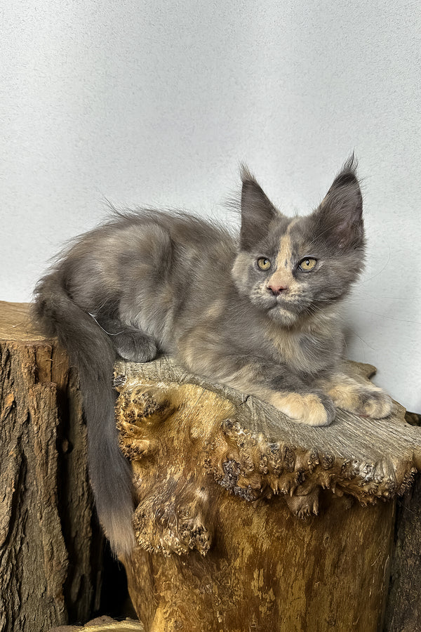 Petunia | Maine Coon Kitten