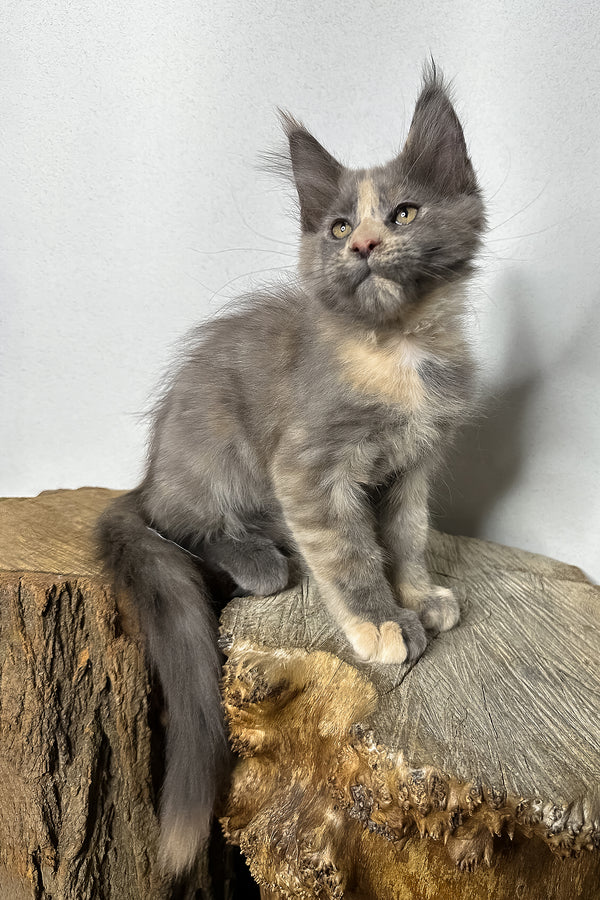 Petunia | Maine Coon Kitten