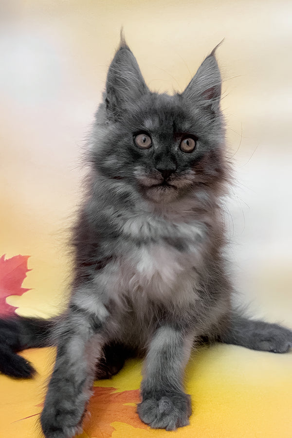 Phantom | Maine Coon Kitten