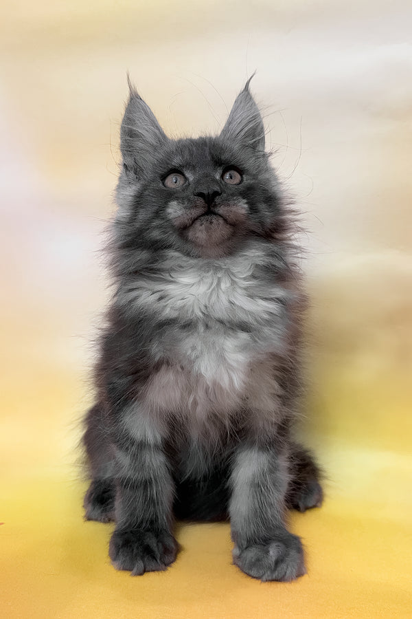 Phantom | Maine Coon Kitten