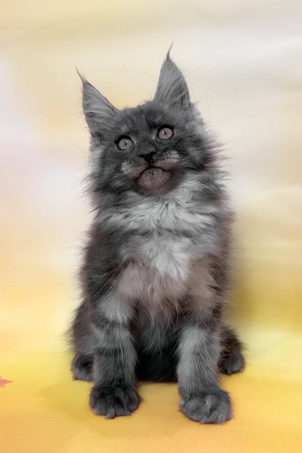 Phantom | Maine Coon Kitten