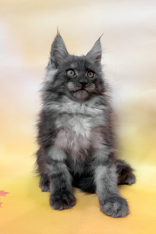 Phantom | Maine Coon Kitten