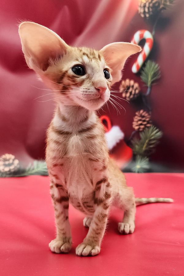 Oriental Shorthair For Sale