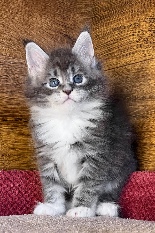 Phoenix | Maine Coon Kitten