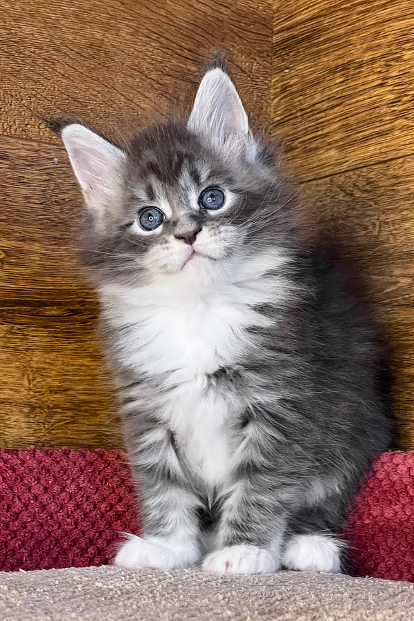 Phoenix | Maine Coon Kitten