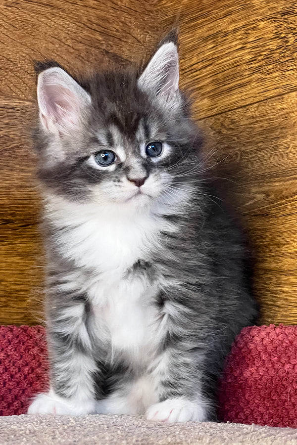Phoenix | Maine Coon Kitten