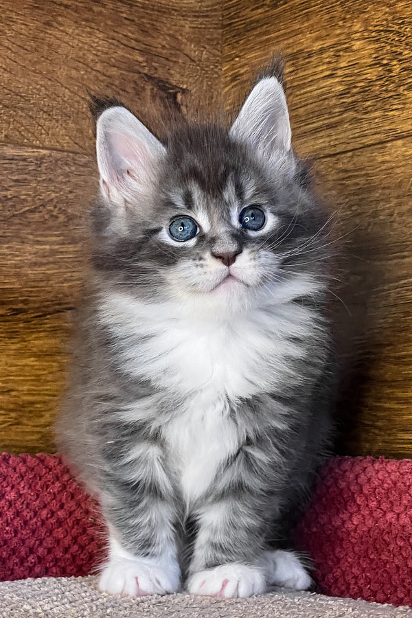 Phoenix | Maine Coon Kitten