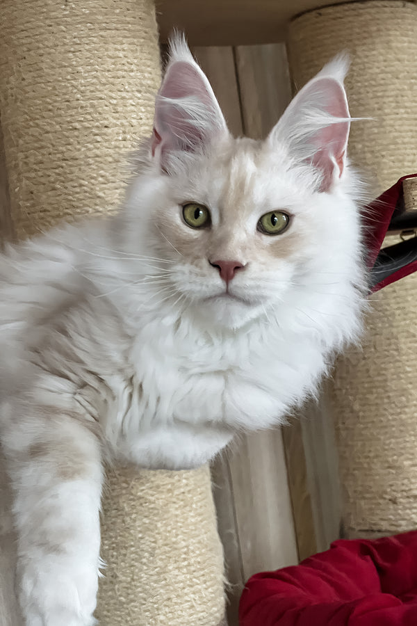 Pierre | Maine Coon Kitten