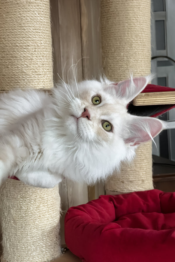 Pierre | Maine Coon Kitten