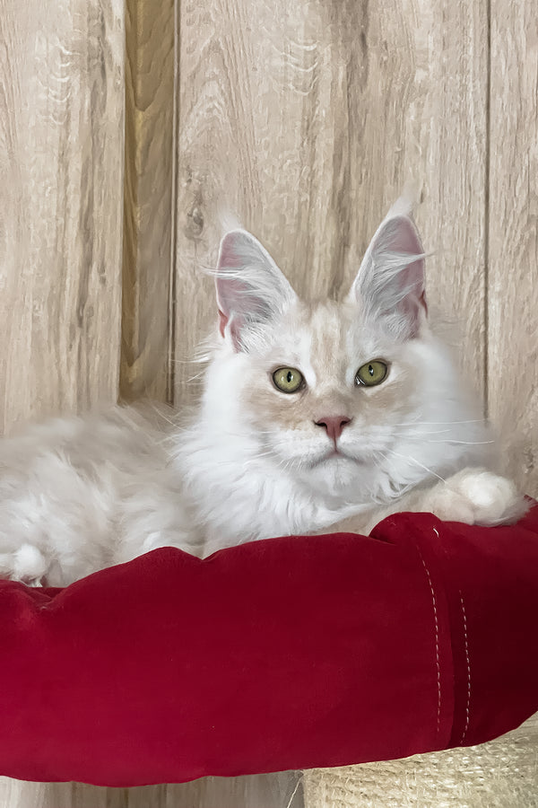 Pierre | Maine Coon Kitten