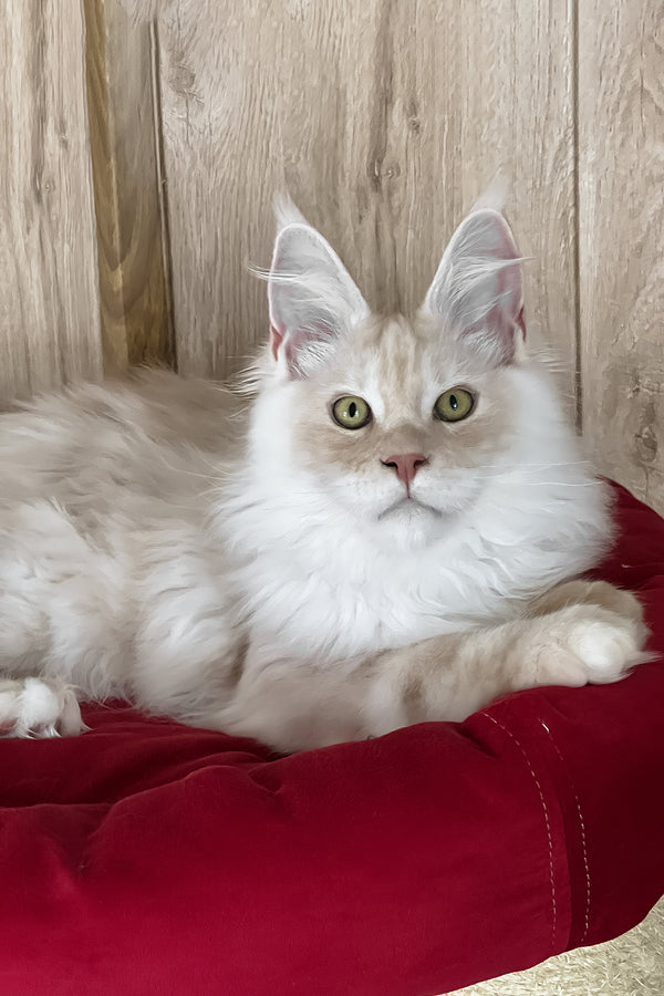 Pierre | Maine Coon Kitten