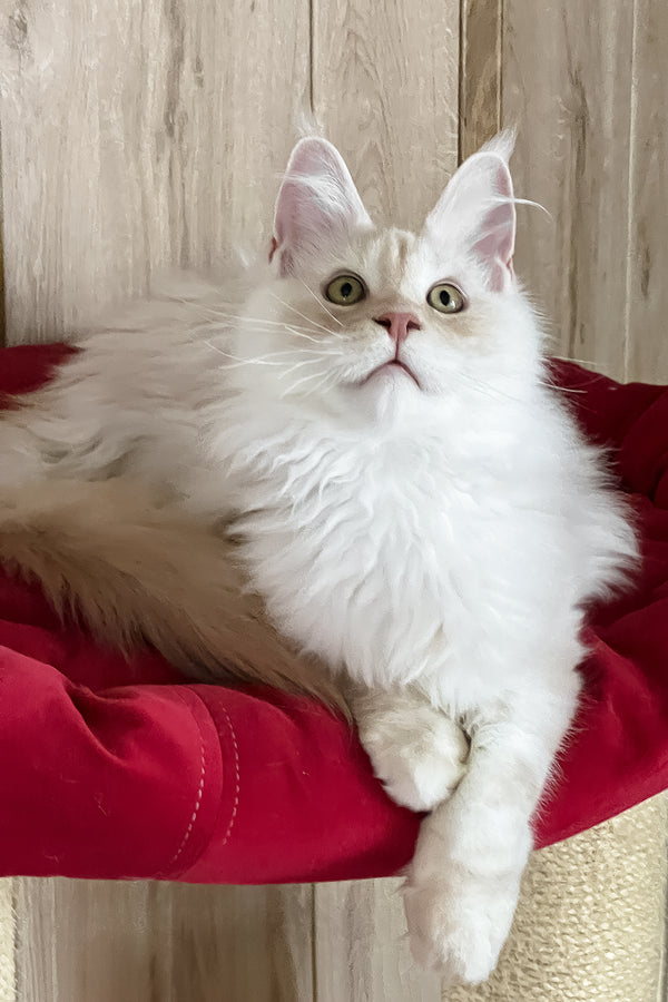 Pierre | Maine Coon Kitten