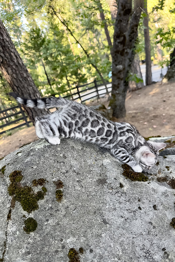 Pippi | Bengal Kitten