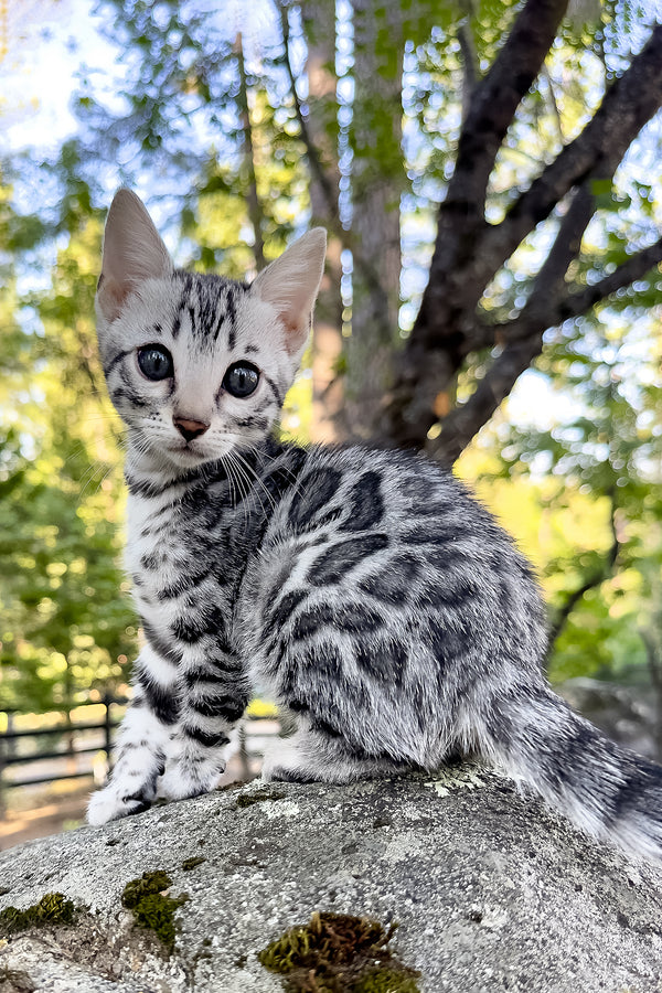 Pippi | Bengal Kitten