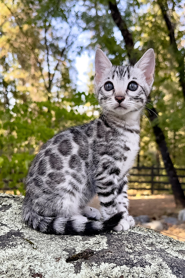 Pippi | Bengal Kitten