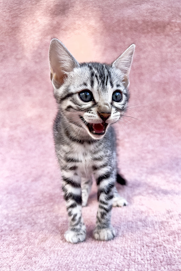 Pippi | Bengal Kitten