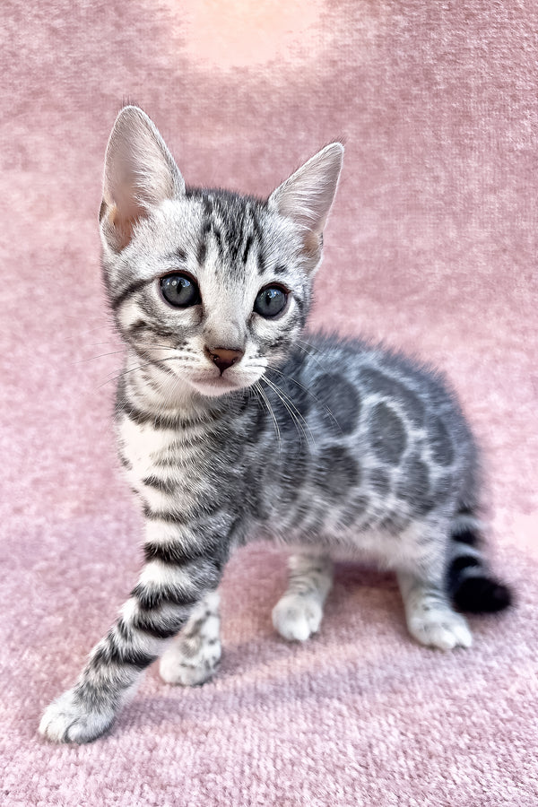 Pippi | Bengal Kitten
