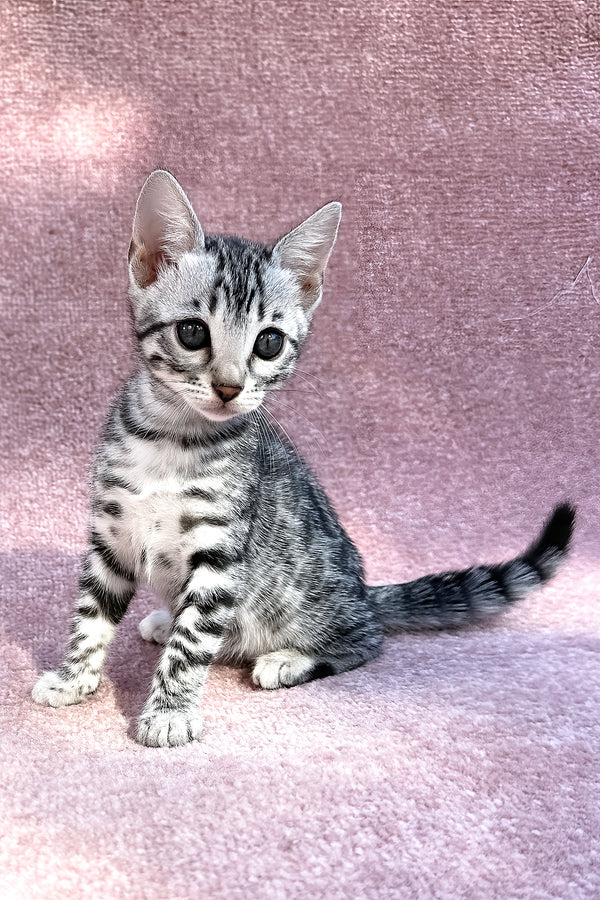Pippi | Bengal Kitten