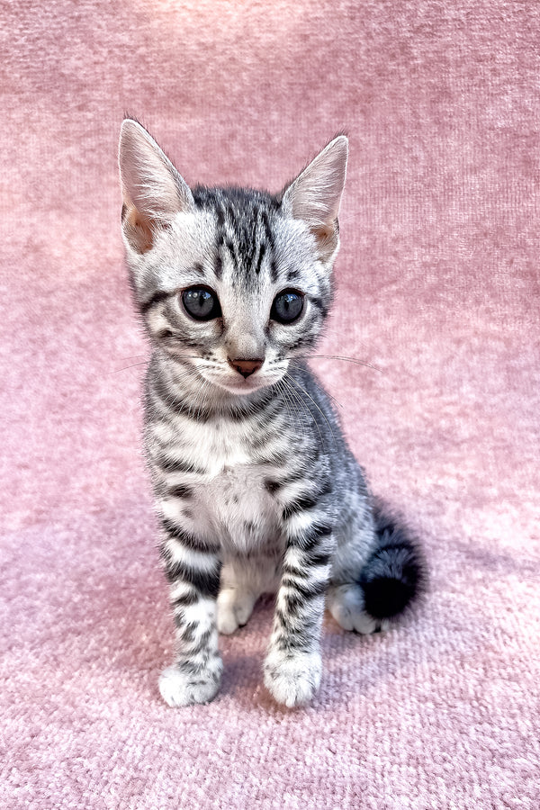 Pippi | Bengal Kitten