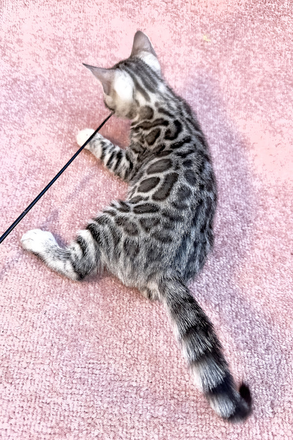 Pippi | Bengal Kitten