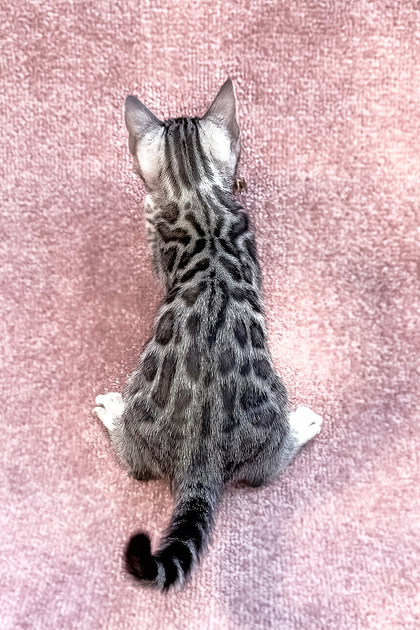 Pippi | Bengal Kitten