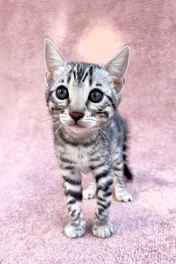 Pippi | Bengal Kitten