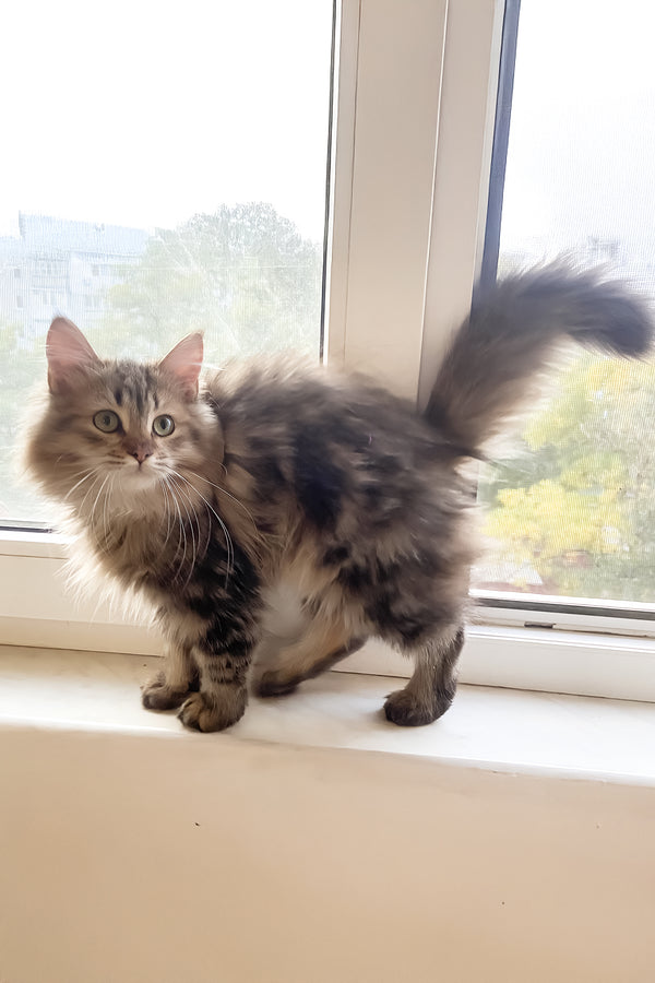 Piter | Siberian Kitten