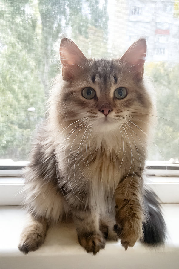 Piter | Siberian Kitten