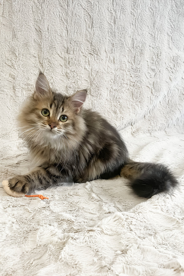 Piter | Siberian Kitten