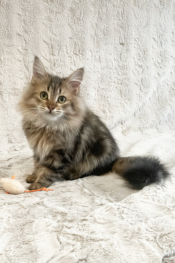 Piter | Siberian Kitten
