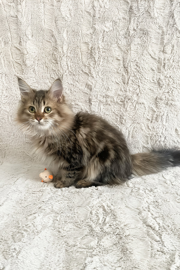 Piter | Siberian Kitten