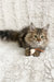 Piter | Siberian Kitten