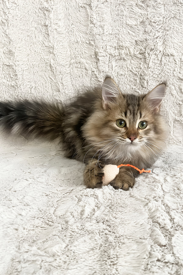 Piter | Siberian Kitten