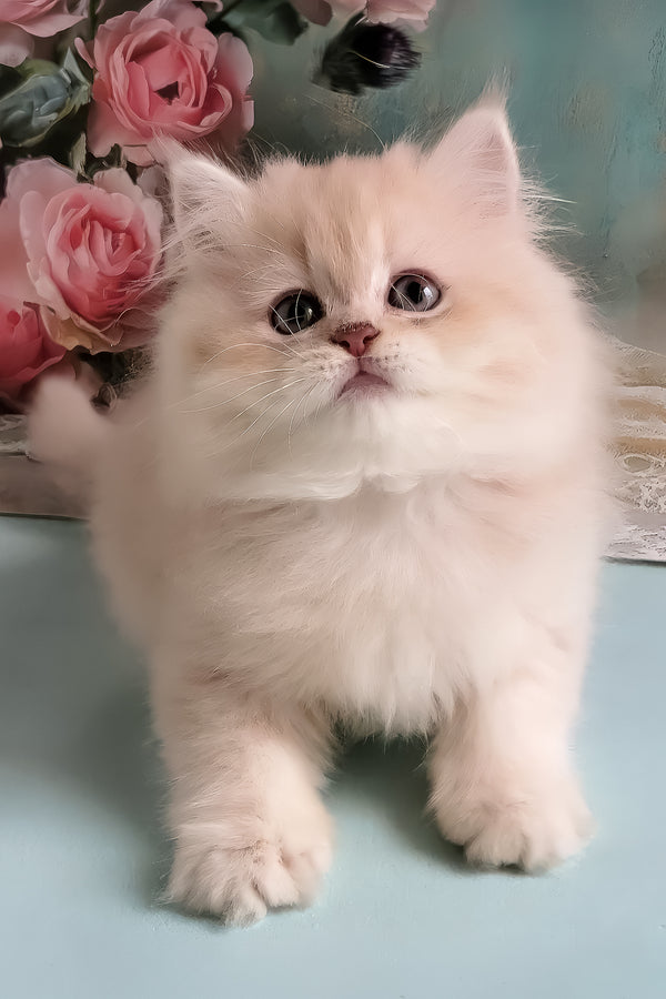 Plush | British Longhair Kitten