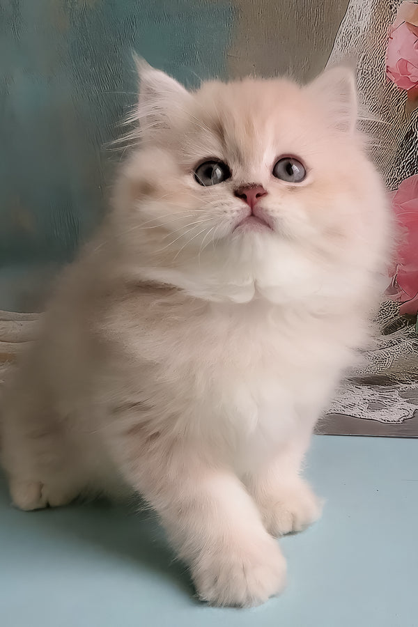 Plush | British Longhair Kitten