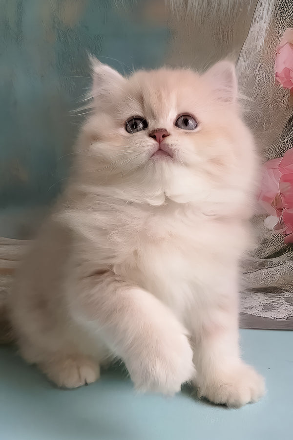 Plush | British Longhair Kitten