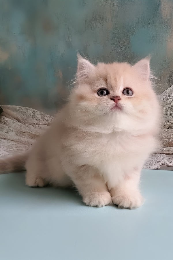 Plush | British Longhair Kitten