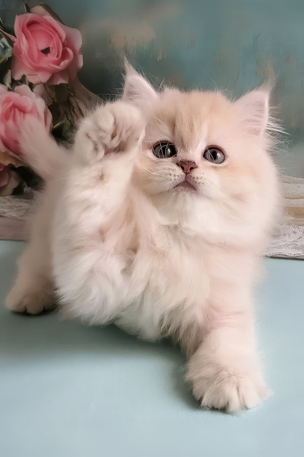 Plush | British Longhair Kitten