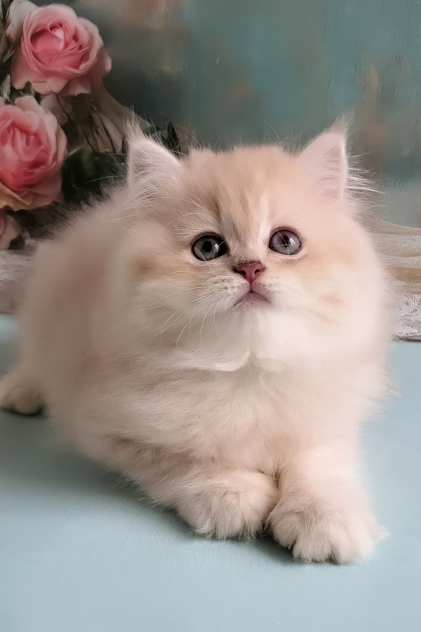 Plush | British Longhair Kitten